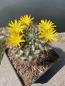 Preview: Weingartia riograndensis